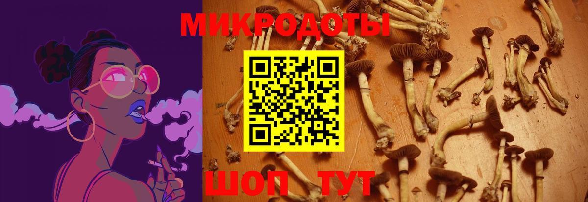 Галлюциногенные грибы Psilocybe Алексин